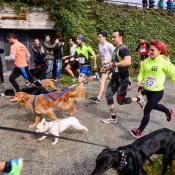 Participantes en un tramo del Canicross