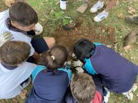 Plantando un árbol